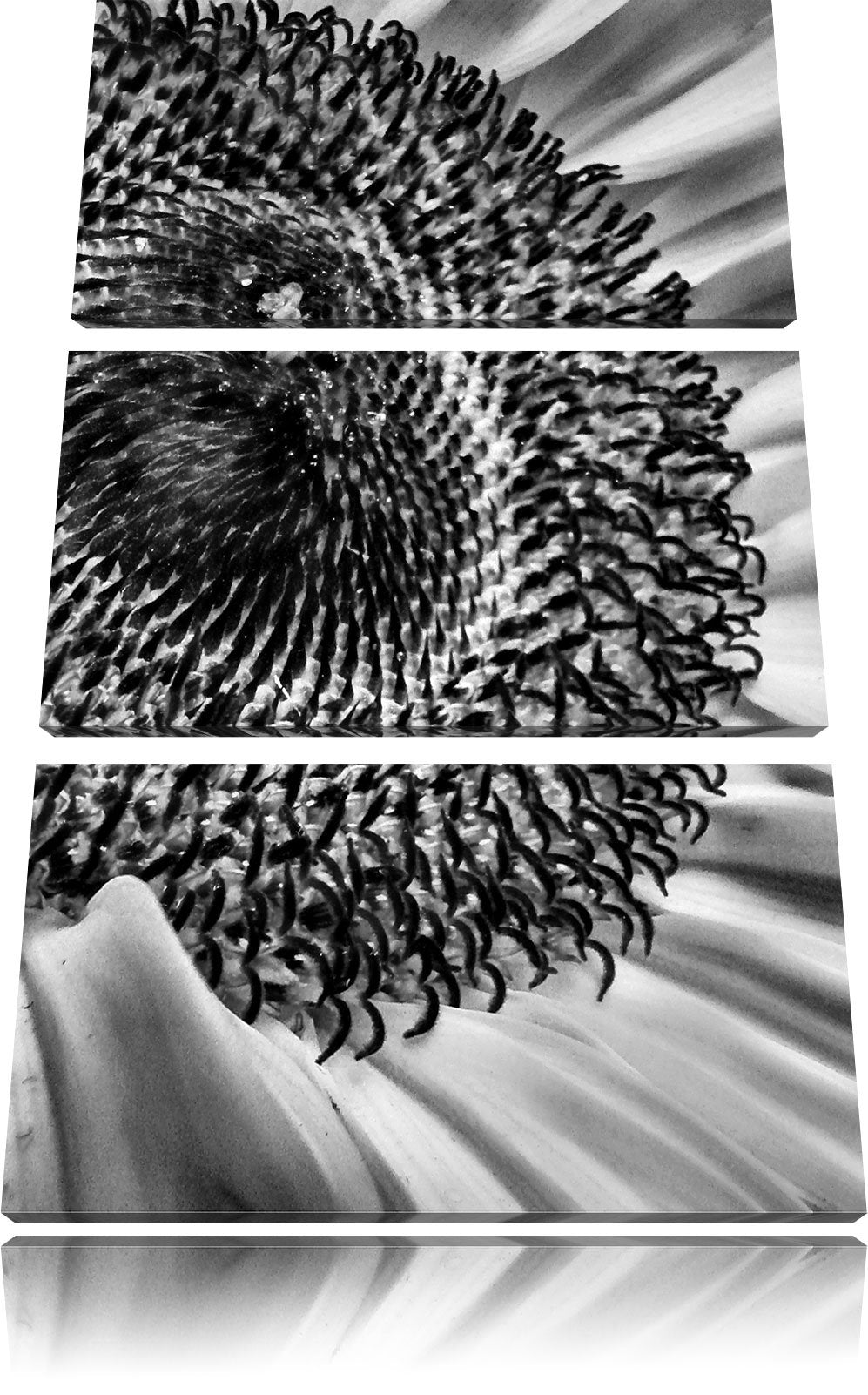 Pixxprint Monocrome, grosse Sonnenblume 3-Teiler Leinwandbild 120x80 Bild auf Leinwand