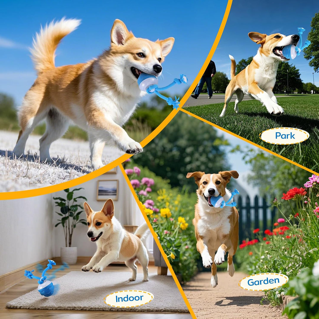 Interaktiver Ball, Rollt &amp; Springt, USB-C, für kleine Hunde blau, blau