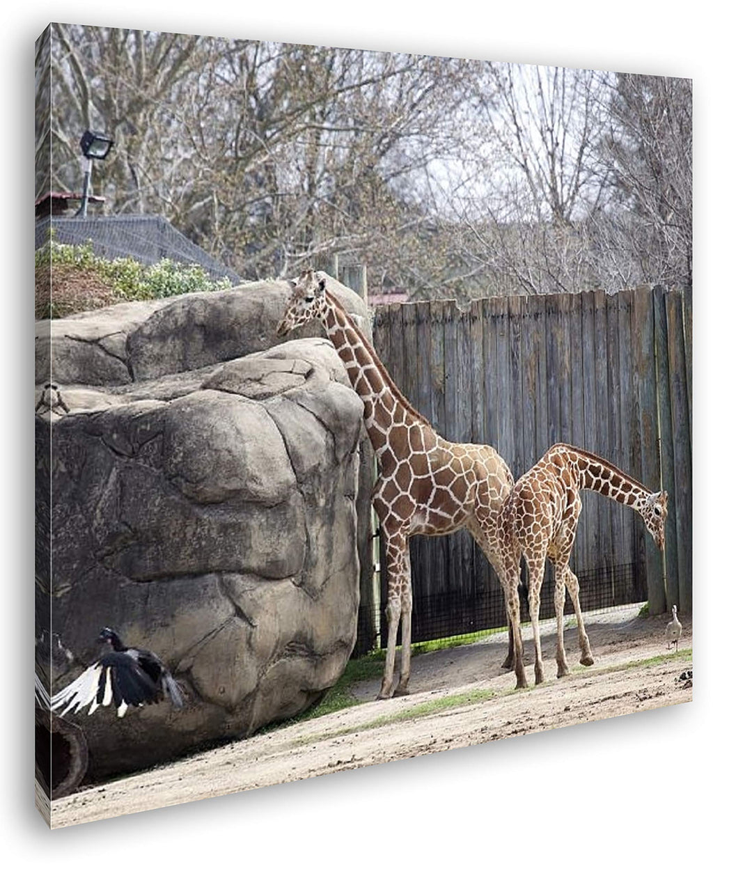deyoli Zwei Giraffen in Einem Gehege Format: 70x70 als Leinwandbild, Motiv fertig gerahmt auf Echtho