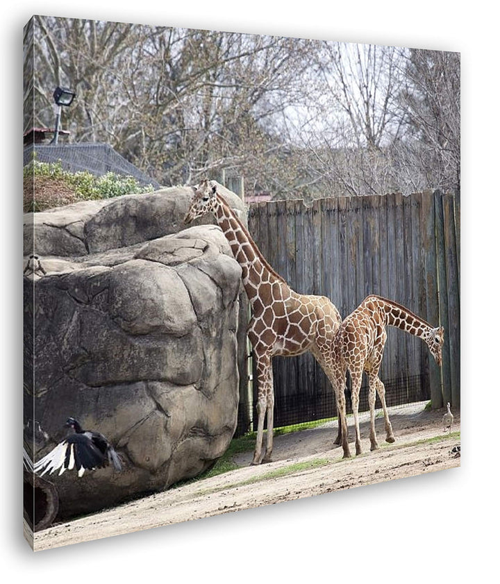 deyoli Zwei Giraffen in Einem Gehege Format: 70x70 als Leinwandbild, Motiv fertig gerahmt auf Echtho