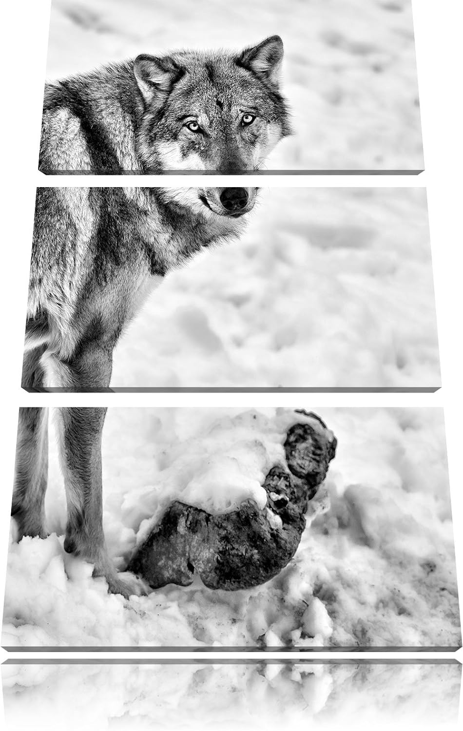 Pixxprint prächtiger Wolf im Schnee als Leinwandbild/Grösse: 3 Teilig (120x80) cm/Wandbild/Kunstdruc