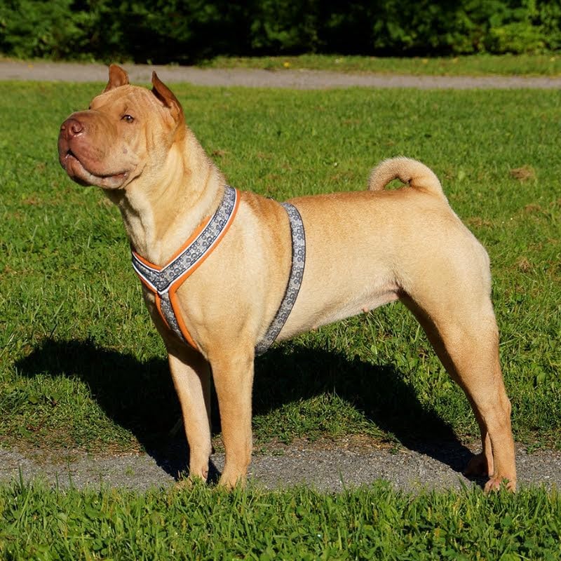 FinNero Pet Products Hundegeschirr, weich, gepolstert, 60 cm, Orange Orange 60 cm / 24 in, Orange 60