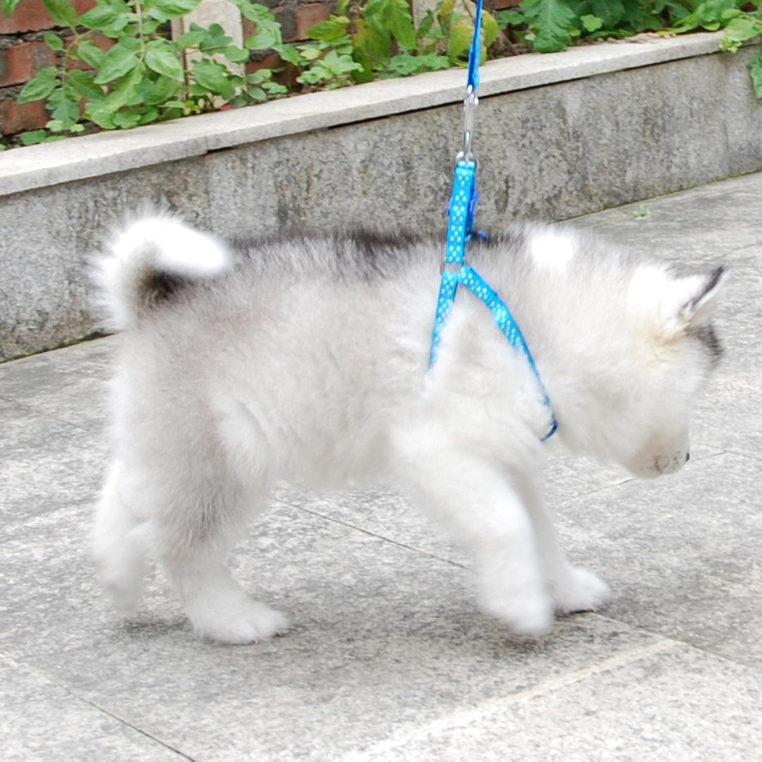 KOOBS Hundegeschirr Kleinhunde Katzenkabelbaum Leine Verstellbarer Weste Kragen Welpe Im Freien Chih