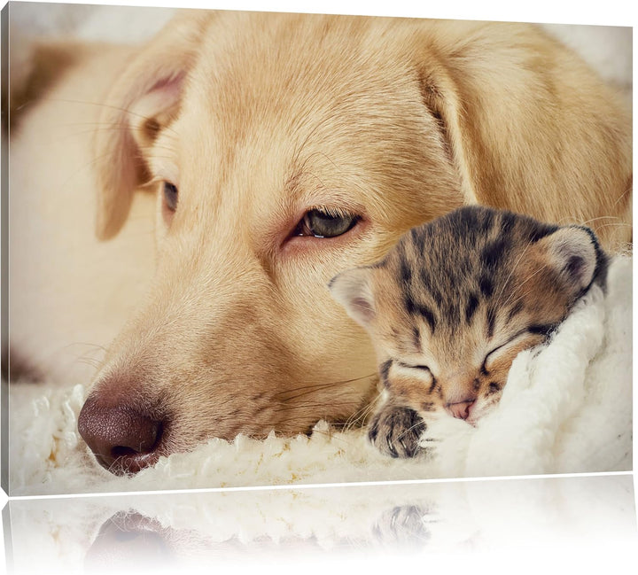 Pixxprint Träumendes Kätzchen neben Hund als Leinwandbild/Grösse: 100x70 / Wandbild/Kunstdruck/ferti