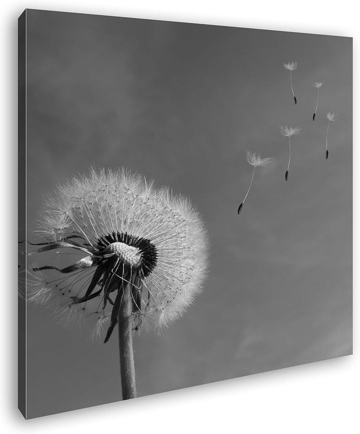 deyoli Bezaubernde Pusteblume Format: 70x70 Effekt: Schwarz&Weiss als Leinwandbild, Motiv fertig ger