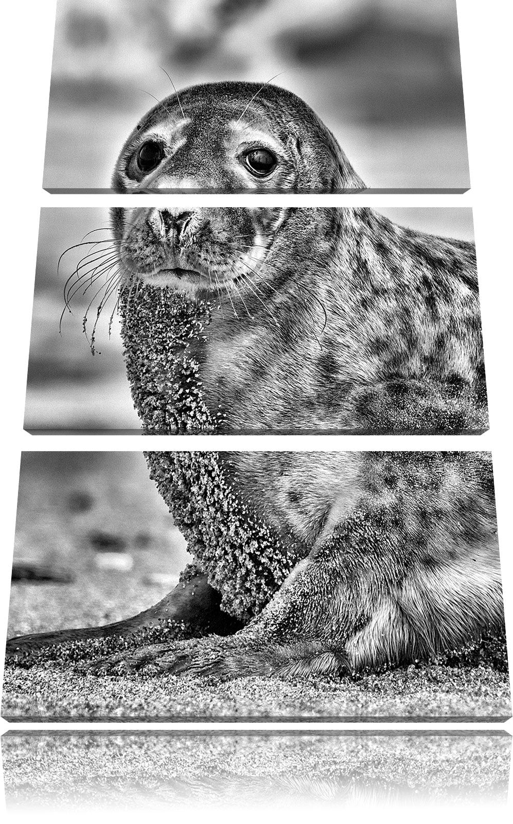 Pixxprint Monocrome, niedliche Robbe am Strand 3-Teiler Leinwandbild 120x80 Bild auf Leinwand