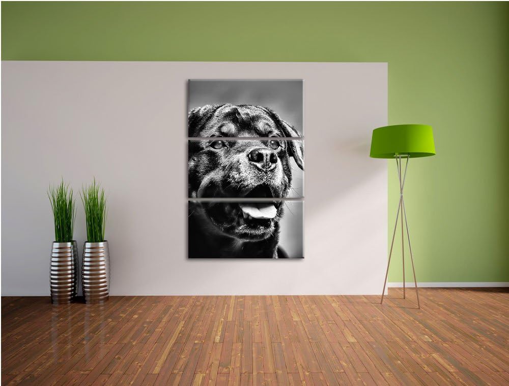 Pixxprint Treuer Rottweiler als Leinwandbild | Grösse: 3 Teilig (120x80) | Wandbild| Kunstdruck | fe