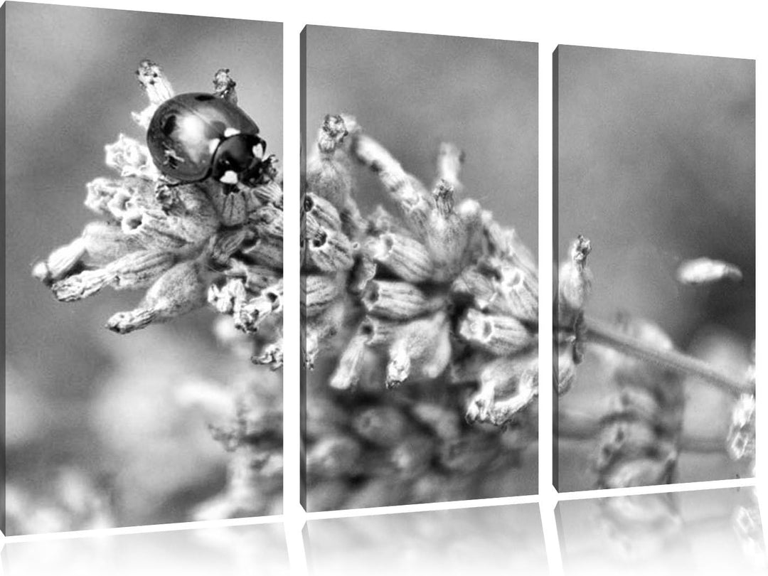 Pixxprint Kleiner Marienkäfer auf Lavendel Kunst B&W 3-Teiler Leinwandbild 120x80 Bild auf Leinwand
