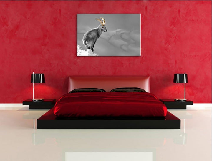 schöner Steinbock im Schnee schwarz/weiss Format: 100x70 auf Leinwand, XXL riesige Bilder fertig ger