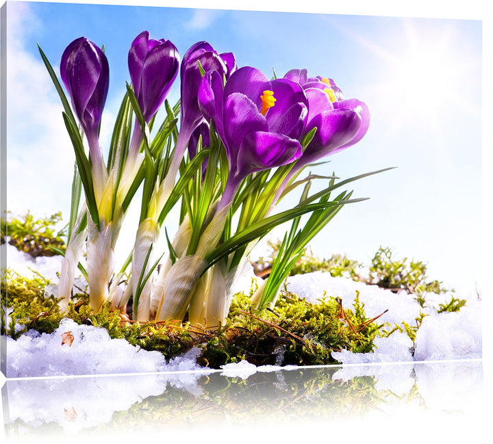 Pixxprint Kunst Frühling Flower Hintergrund / 100x70cm Leinwandbild bespannt auf Holzrahmen/Wandbild