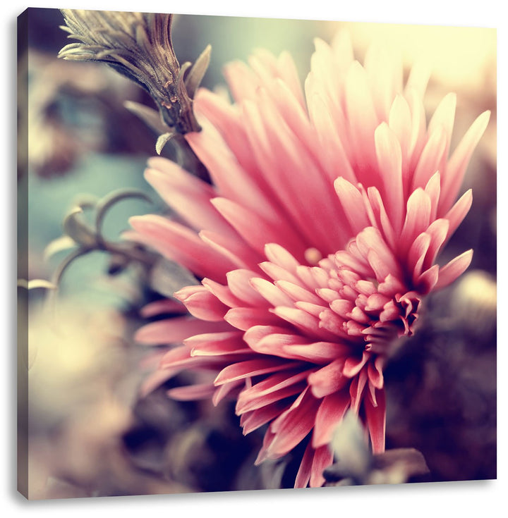 Romantische Blumen, Format: 70x70 auf Leinwand, XXL riesige Bilder fertig gerahmt mit Keilrahmen, Ku