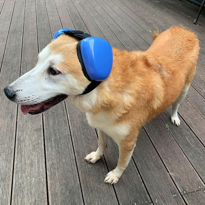 Hunde-Ohrenschützer für Gehörschutz, 29 dB NRR, Ohrenschützer, Lärmschutz (gross, blau)… L Blau, L B