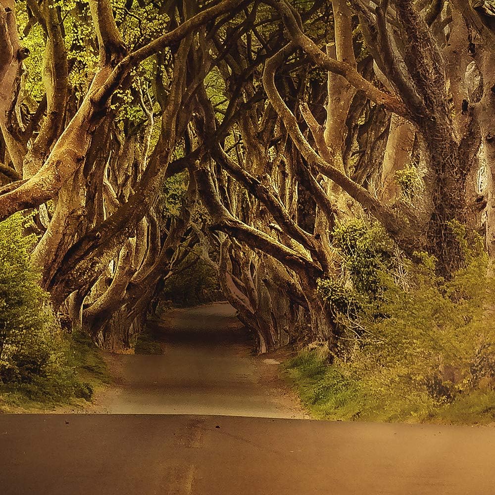 Feeby Leinwandbild Weg 5 TLG Bild Kunstdruck Bäume Landschaft Wald bunt 100x70 cm Leinwandbild 100x7