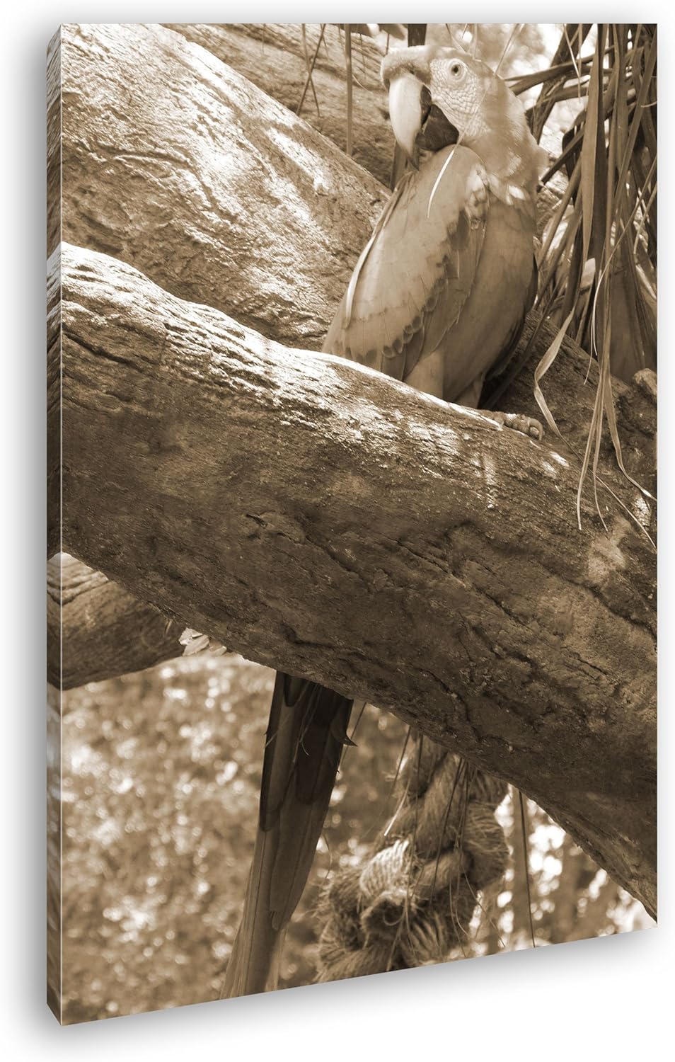 deyoli exotischer Papagei Format: 80x60 Effekt: Sepia als Leinwandbild, Motiv fertig gerahmt auf Ech