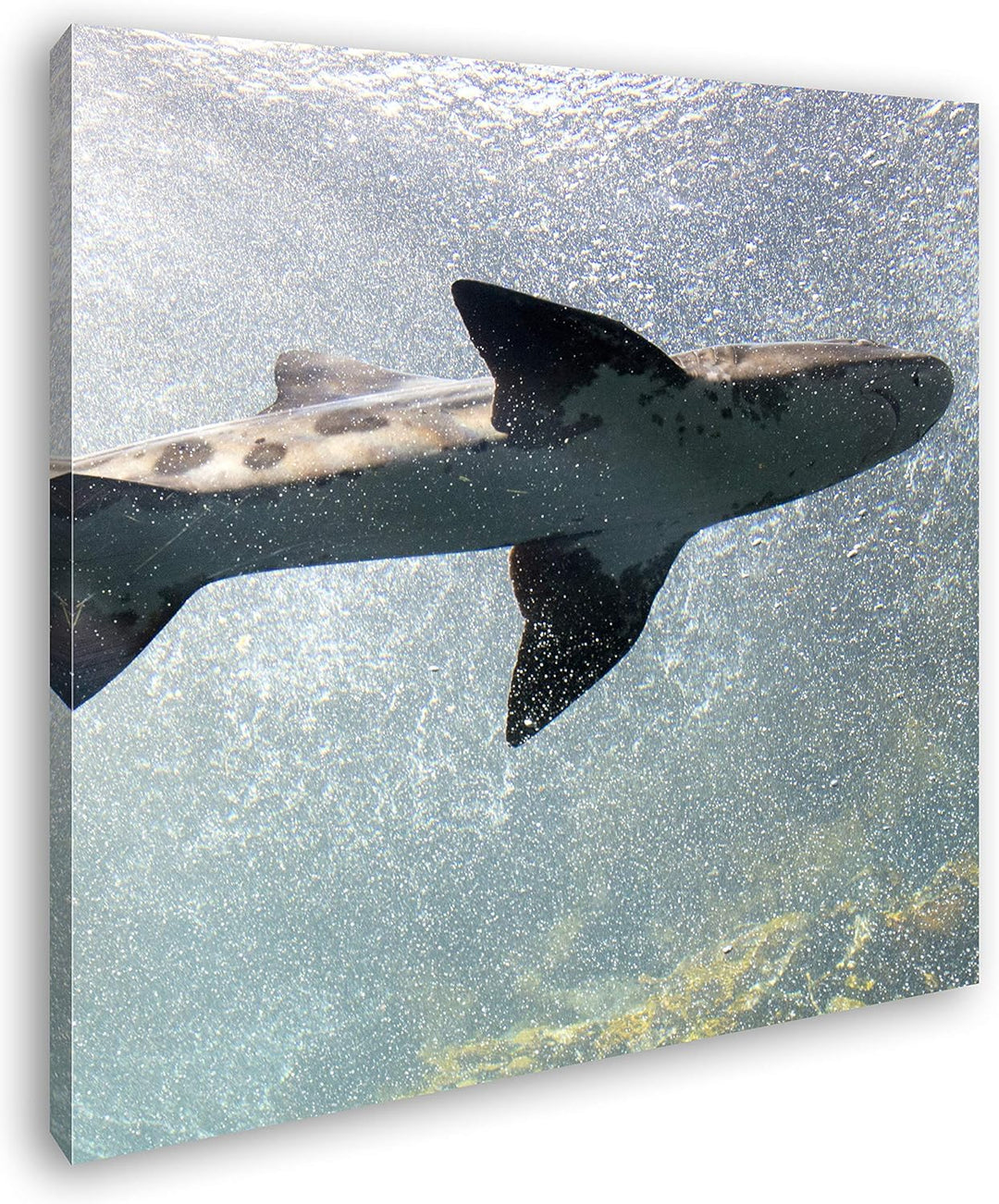 deyoli grosser Hai im Aquarium im Format: 70x70 als Leinwandbild, Motiv fertig gerahmt auf Echtholzr
