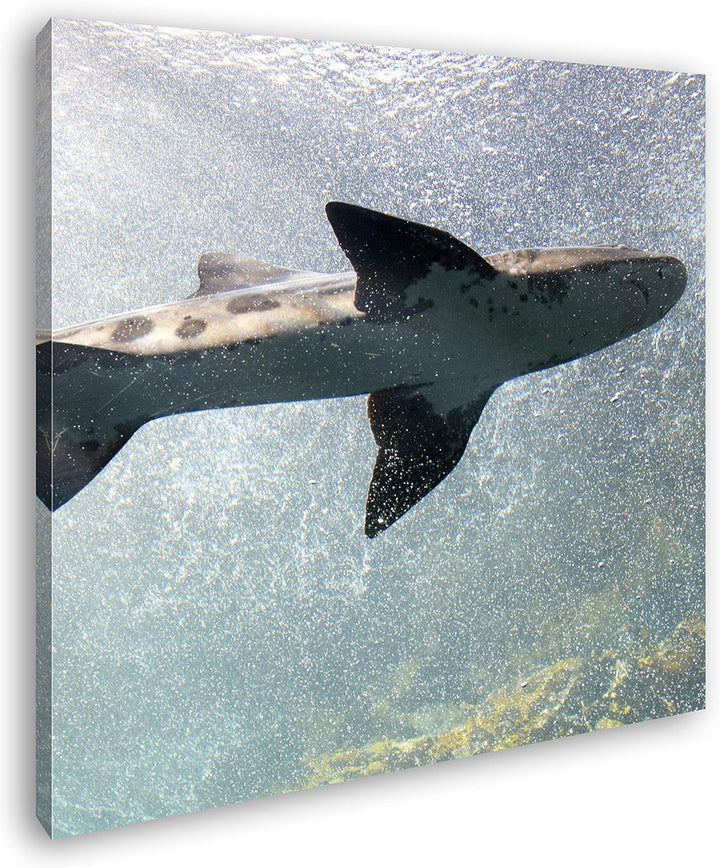 deyoli grosser Hai im Aquarium im Format: 70x70 als Leinwandbild, Motiv fertig gerahmt auf Echtholzr
