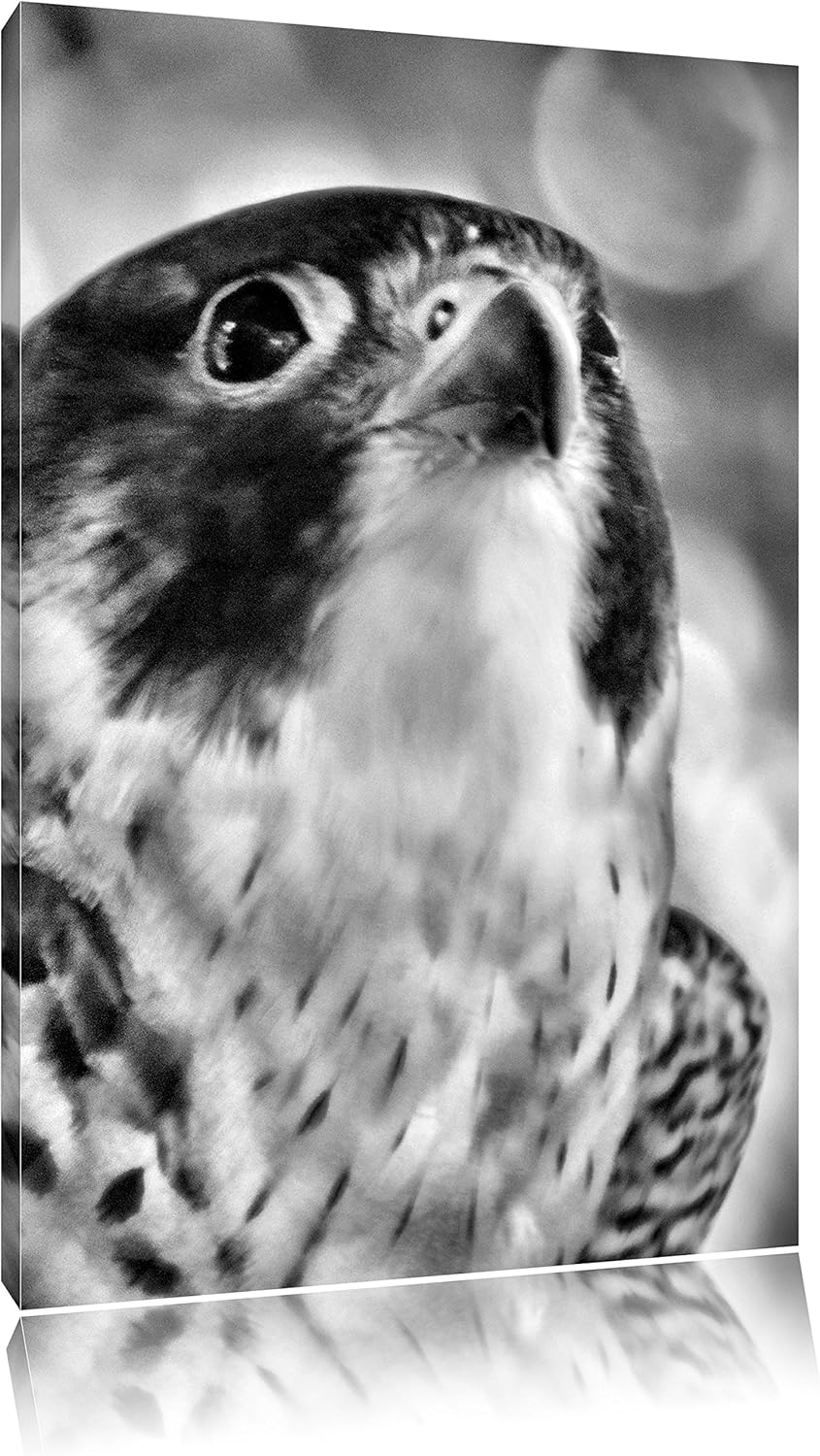 Pixxprint schöner Grauer Adler als Leinwandbild/Grösse: 100x70 cm/Wandbild/Kunstdruck/fertig bespann