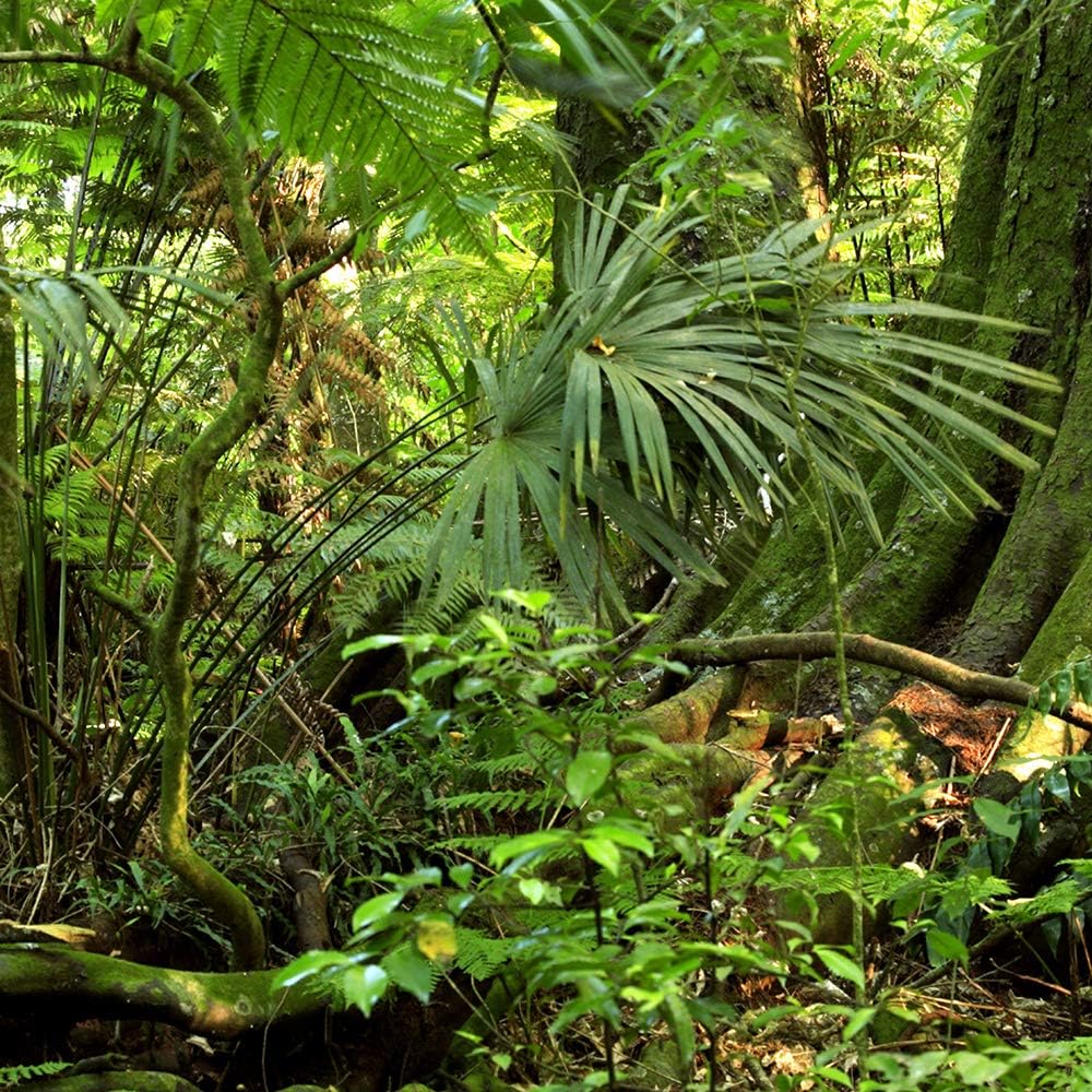 Feeby Vlies Leinwandbild Dschungel Tropische Pflanzen Exotisch 120x80 cm Wanddeko Design Kunstdruck