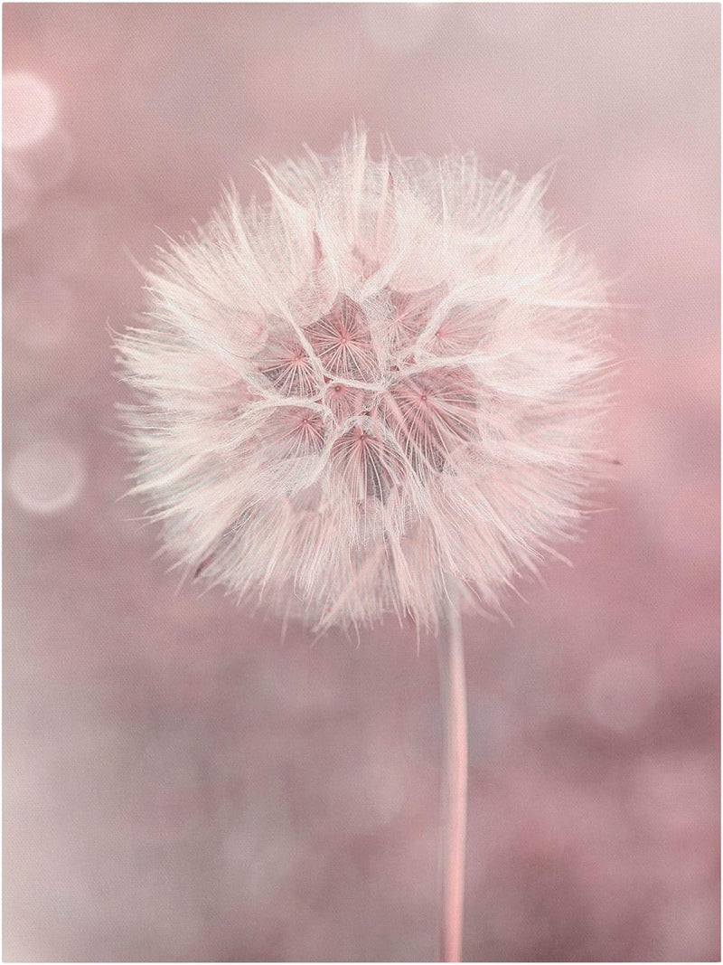 Bilderwelten Leinwandbild Pusteblume Bokeh rosa 40 x 30cm Recycled Canvas 40cm x 30cm - Recycled Can