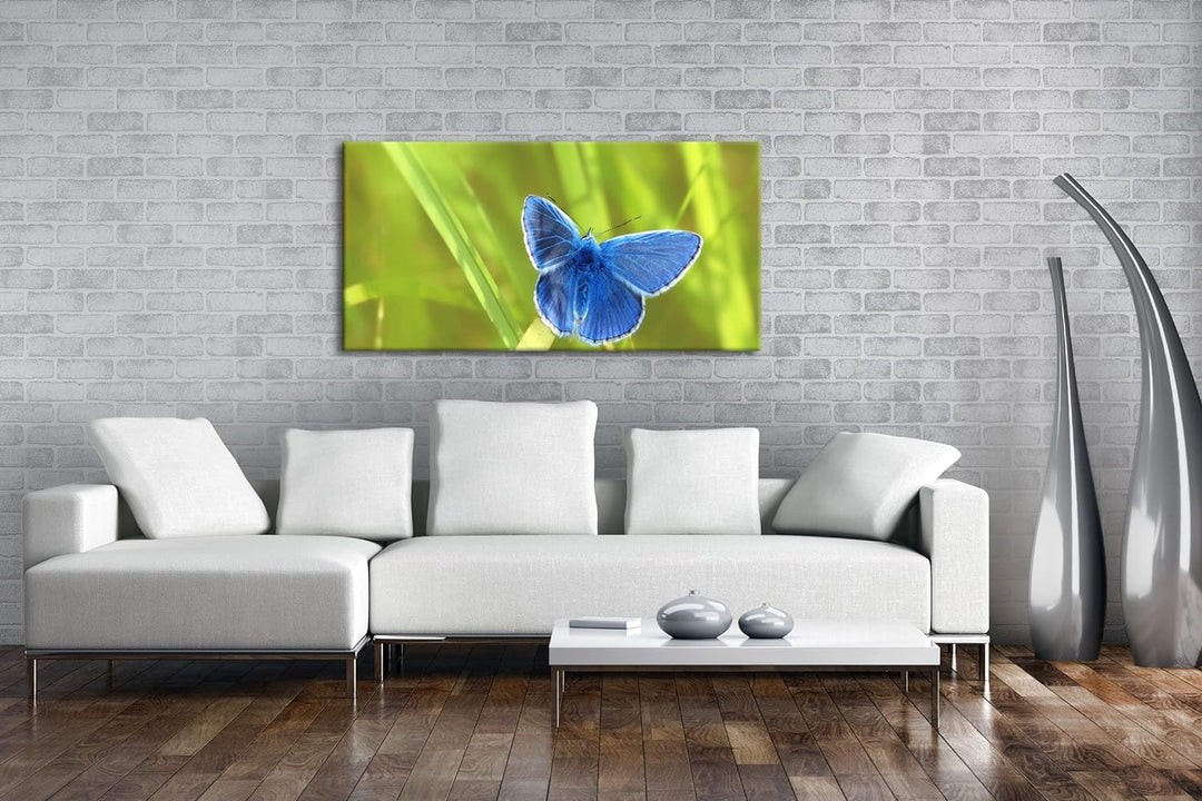 kleiner blauer Schmetterling Panorama 80x40 cm als Leinwandbild, Motiv fertig gerahmt auf Echtholzra