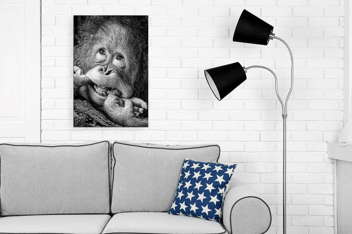 Wandbild Orang Utan 40x60cm Schwarz Weiss Aluminium Dibond AFFE Alubild Wanddeko Deko Wanddekoration