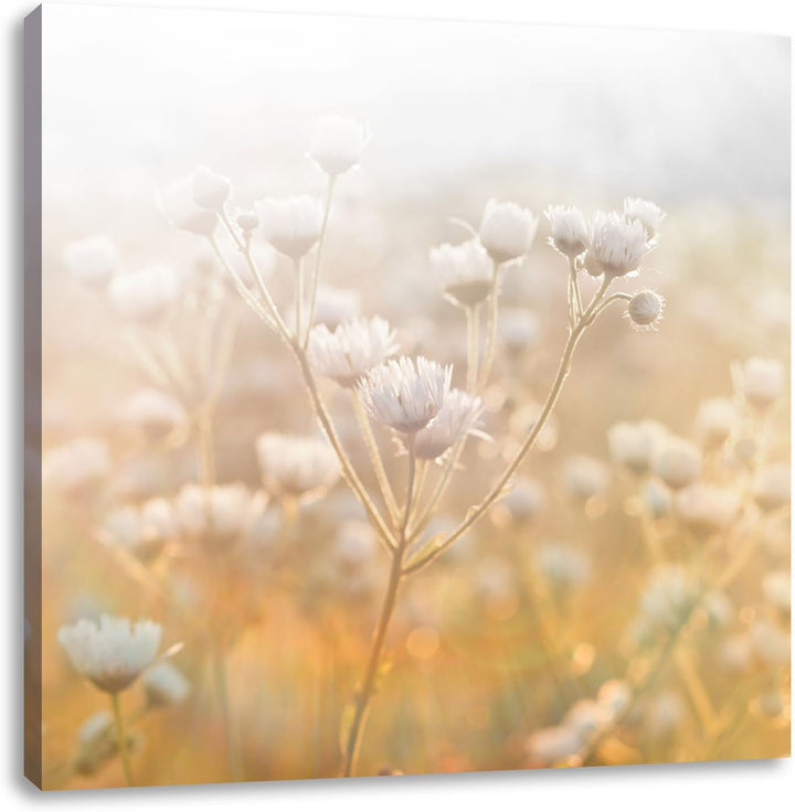 Pixxprint Romantische Blumenwiese Schwarz/Weiss, Format: 70x70 auf Leinwand, 70x70