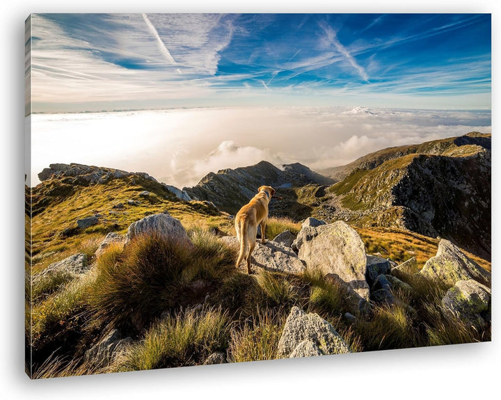 Hund auf einen Berg über den Wolken Format: 100x70 als Leinwand, Motiv fertig gerahmt auf Echtholzra