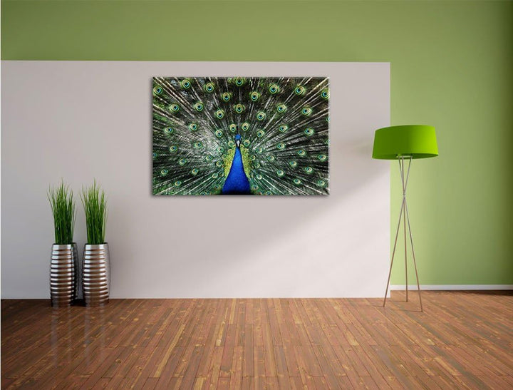 Pixxprint Schöner Pfau mit seinem Gefieder als Leinwandbild/Grösse: 100x70 cm/Wandbild/Kunstdruck/fe