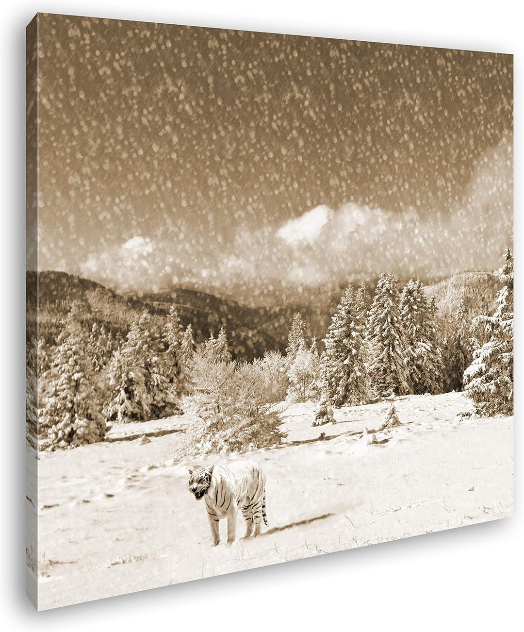 deyoli Tiger im Schneesturm Format: 60x60 Effekt: Sepia als Leinwandbild, Motiv auf Echtholzrahmen,