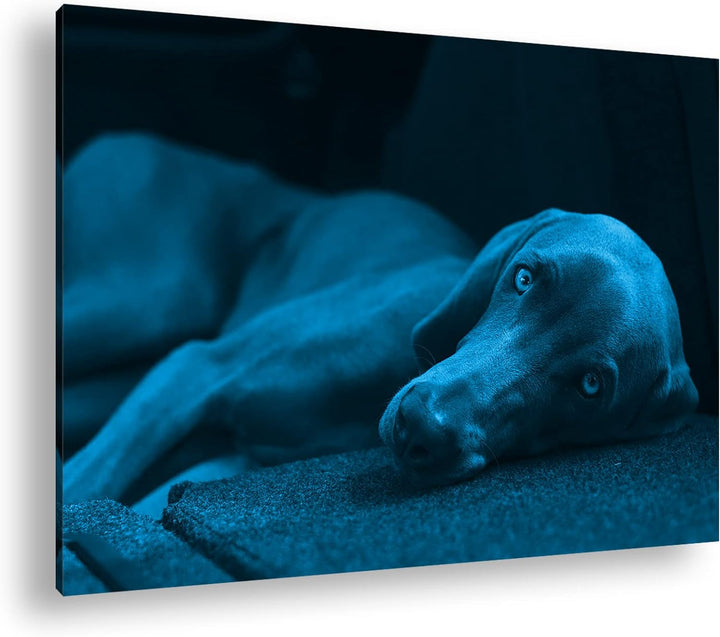 niedlicher treuer Hund auf dem Sofa Format 80x60 Effekt: Monocrome Blau als Leinwandbild, Motiv fert