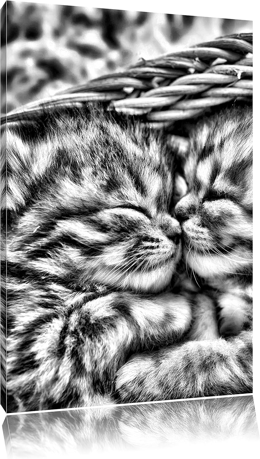 Monocrome, Baby Katze, Format: 100x70 auf Leinwand, XXL riesige Bilder fertig gerahmt mit Keilrahmen