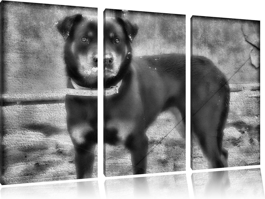 Pixxprint prächtiger Rottweiler als Leinwandbild | Grösse: 3 Teilig (120x80) | Wandbild| Kunstdruck