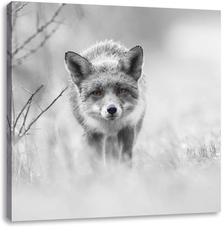Pixxprint hübscher schleichender Fuchs als Leinwandbild Quadratisch/Grösse: 70x70 / Wandbild/Kunstdr