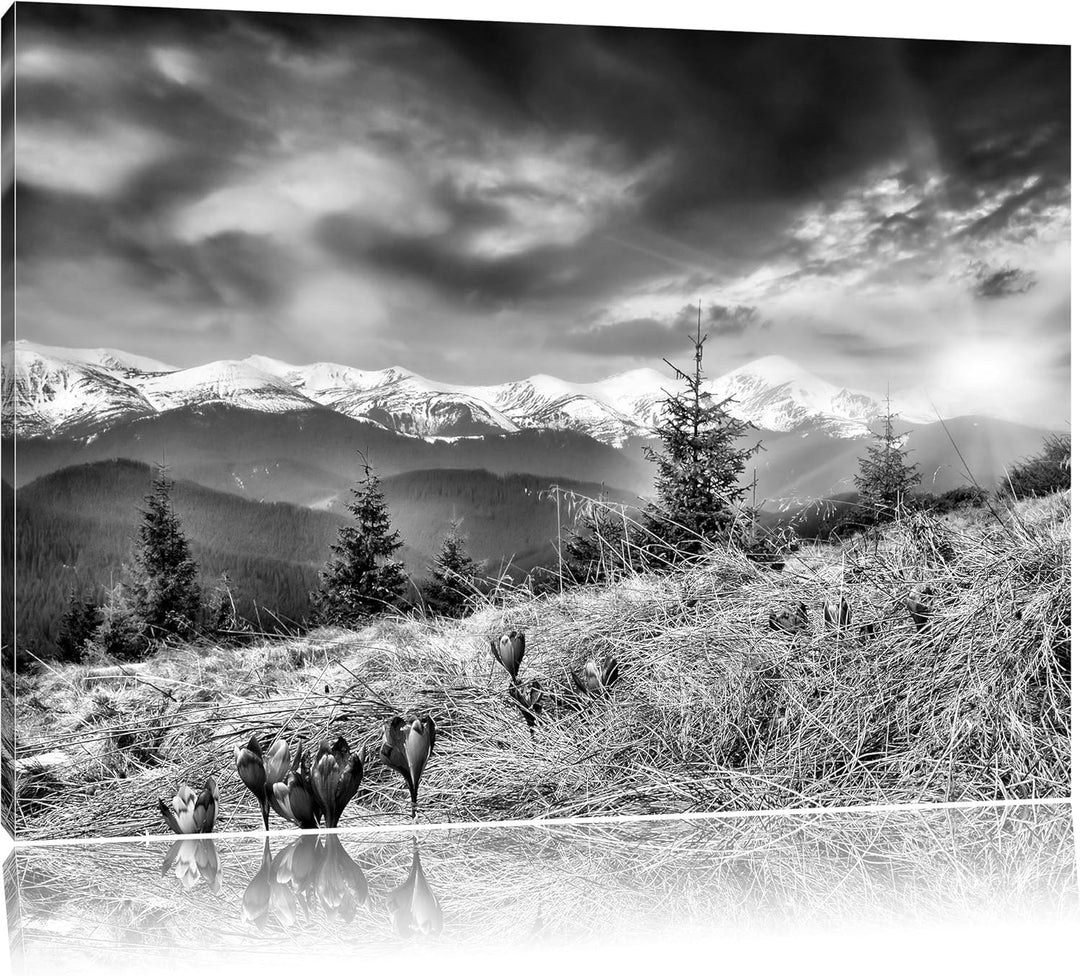 Pixxprint Monocrome, Krokusse auf Hochalmwiese in Alpen, Format: 100x70 auf Leinwand, 100x70