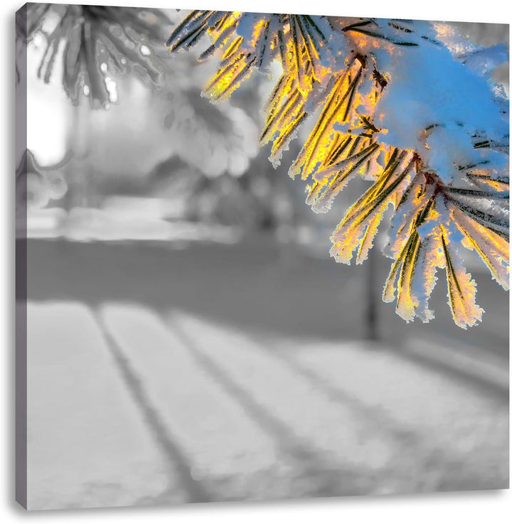 Pixxprint Tannenzweig im Winter als Leinwandbild/Grösse: 70x70 cm/Wandbild/Kunstdruck/fertig bespann