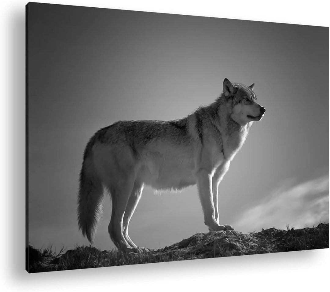 Der Wolf - das Raubtier des Waldes Format: 80x60 als Leinwand, Effekt: Schwarz&Weiss, Motiv fertig g