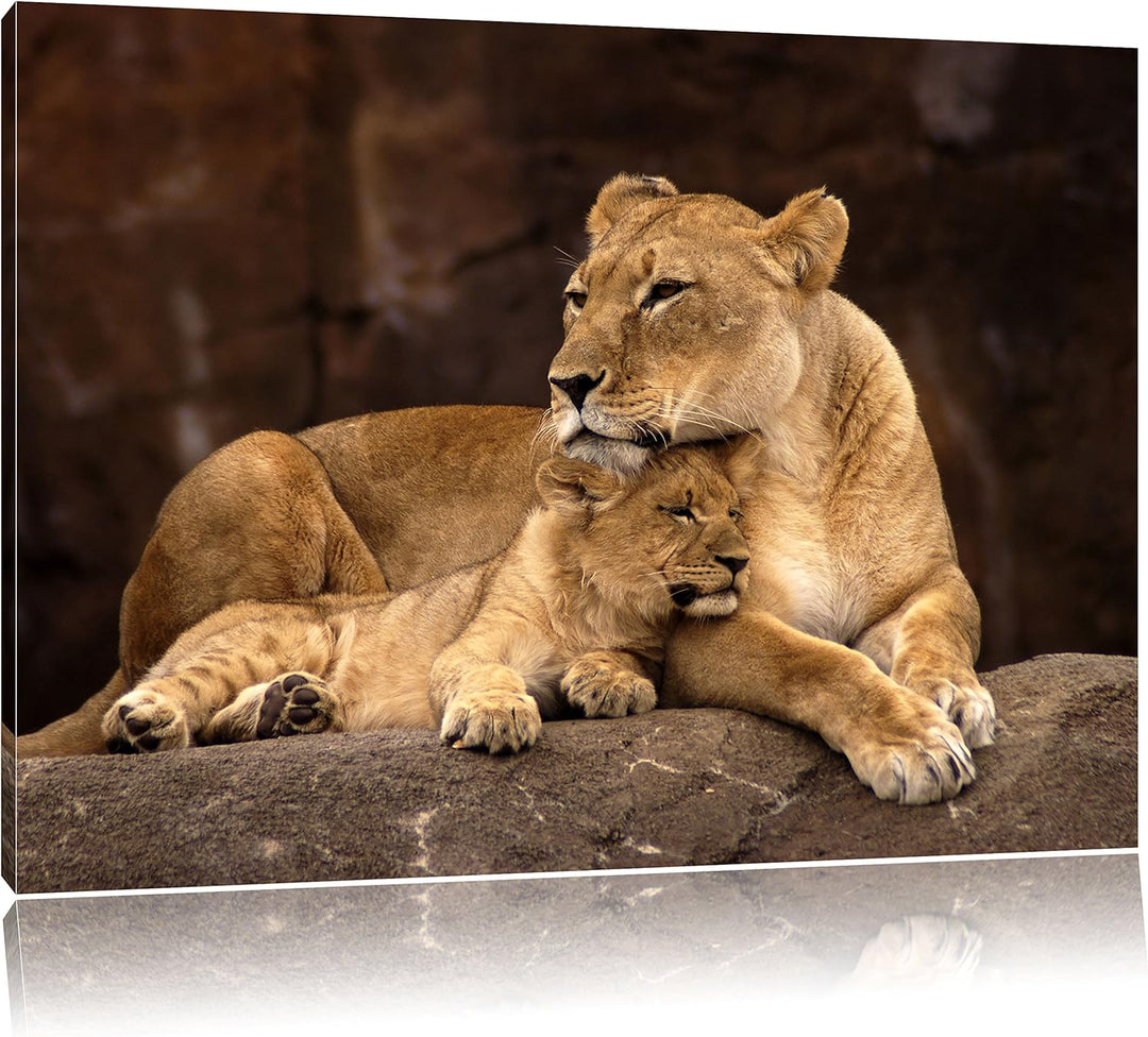 Pixxprint Löwe mit Löwenjungen als Leinwandbild/Grösse: 100x70 / Wandbild/Kunstdruck/fertig bespannt