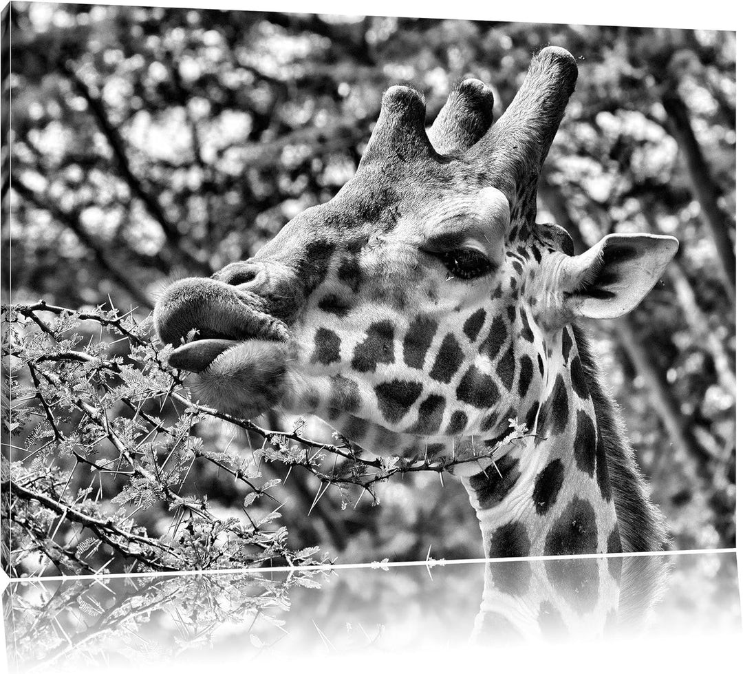 Pixxprint niedliche Giraffe beim Fressen als Leinwandbild/Grösse: 100x70 / Wandbild/Kunstdruck/ferti