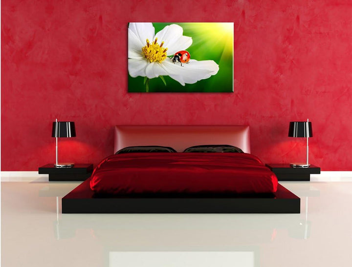Pixxprint Marienkäfer auf Einer weissen Blume als Leinwandbild/Grösse: 100x70 cm/Wandbild/Kunstdruck