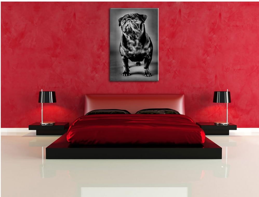 Pixxprint Süsser schwarzer Mops als Leinwandbild/Grösse: 100x70 cm/Wandbild/Kunstdruck/fertig bespan