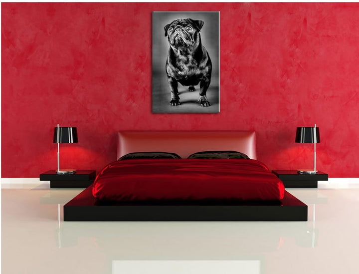 Pixxprint Süsser schwarzer Mops als Leinwandbild/Grösse: 100x70 cm/Wandbild/Kunstdruck/fertig bespan