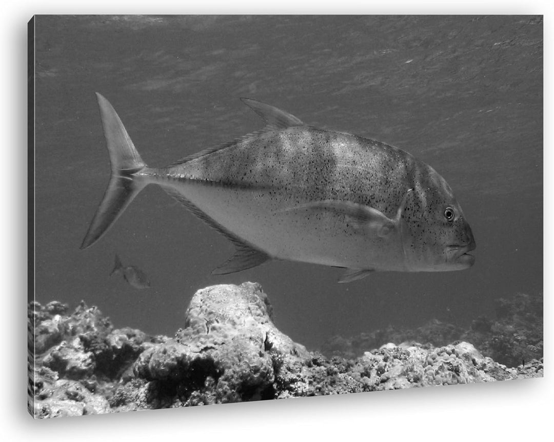 deyoli Blauer Fisch im klaren Wasser Effekt: Schwarz/Weiss Format: 80x60 als Leinwandbild, Motiv fer