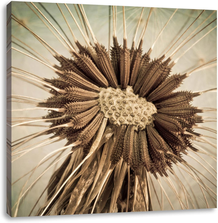 Vertrocknete Pusteblume, Format: 70x70 auf Leinwand, XXL riesige Bilder fertig gerahmt mit Keilrahme