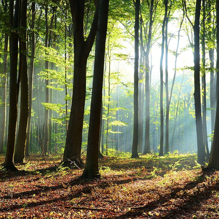 Feeby Vlies Leinwandbild Sonnenstrahlen Im Wald Bäume 120x80 cm Wanddeko Design Kunstdruck Zimmerdek