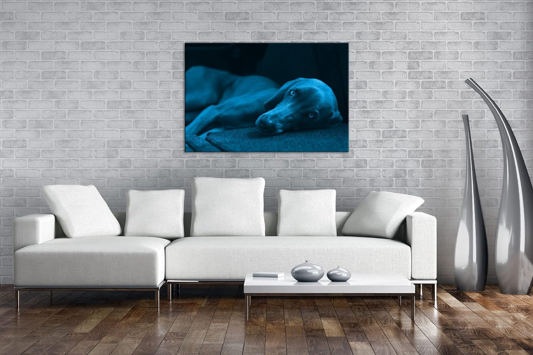 niedlicher treuer Hund auf dem Sofa Format 80x60 Effekt: Monocrome Blau als Leinwandbild, Motiv fert
