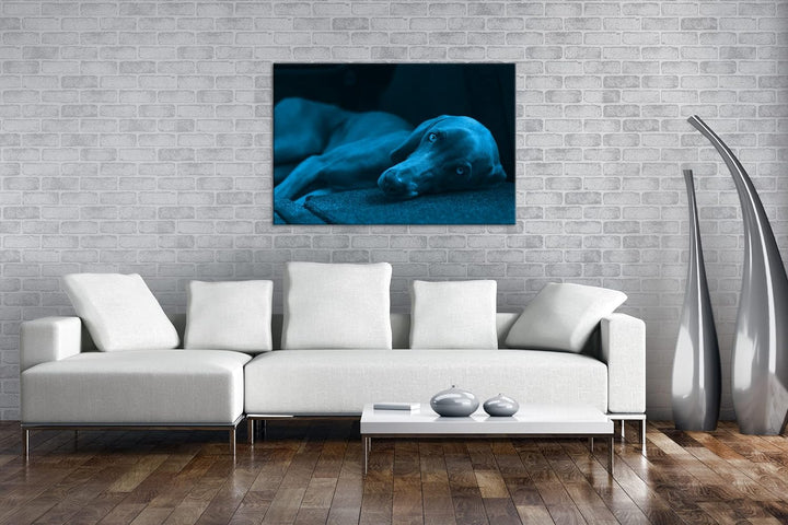 niedlicher treuer Hund auf dem Sofa Format 80x60 Effekt: Monocrome Blau als Leinwandbild, Motiv fert