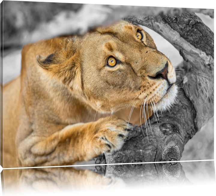 listige Löwin schwarz/weiss Format: 100x70auf Leinwand, XXL riesige Bilder fertig gerahmt mit Keilra