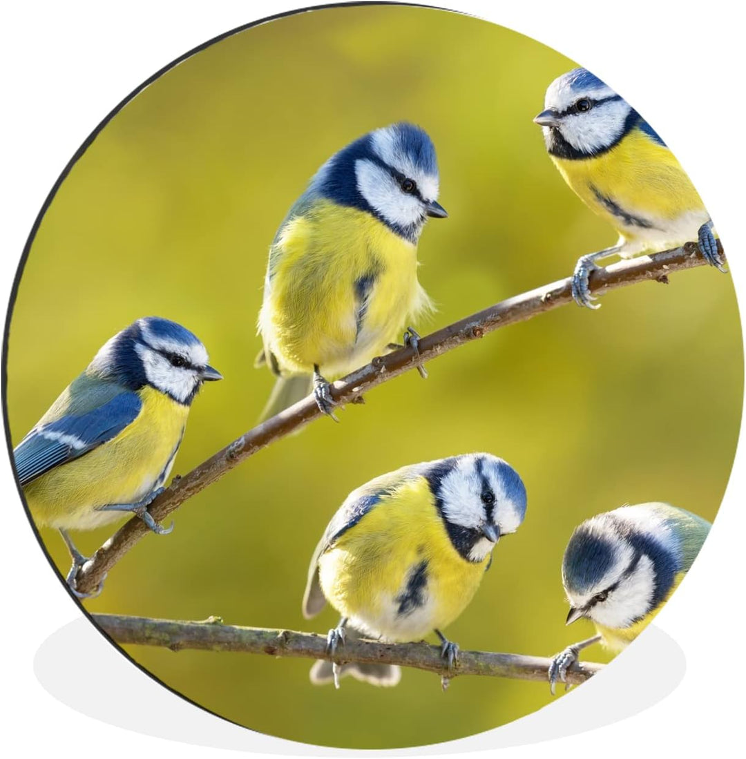 MuchoWow Wandbild Rund Wanddeko Deko Wohnzimmer Bilder 60x60 cm Vogel - Blaumeise - Äste - Sonne