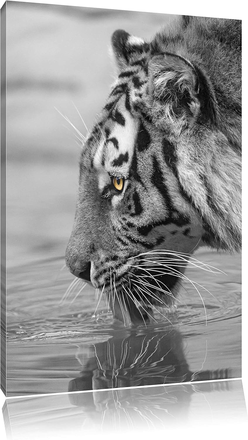 maiestätischer Tiger am Wasserloch schwarz/weiss auf Leinwand, XXL riesige Bilder fertig gerahmt mit