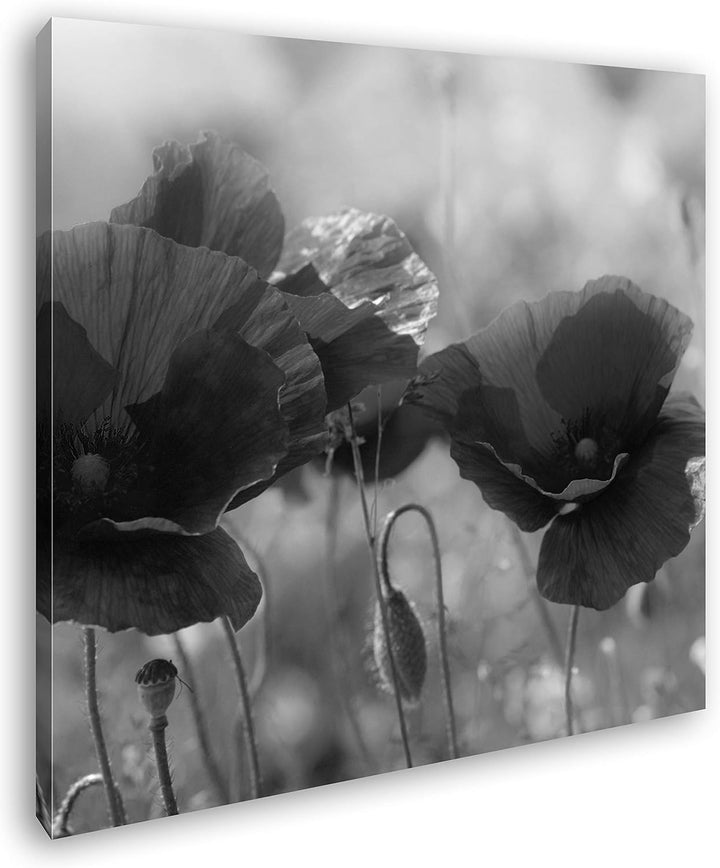 deyoli Bezaubernde Mohnblumen Format: 60x60 Effekt: Schwarz&Weiss als Leinwandbild, Motiv fertig ger